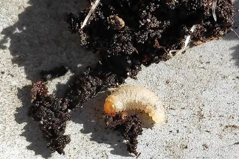 vine weevil larvae on soil with organic debris, lit by sunlight