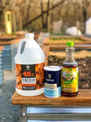 vinegar salt spray ingredients: 45% vinegar jug, morton iodized sea salt, and orange oil bottle on garden wooden surface