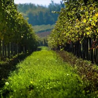 vineyard rows with lush garden cover crops growing in the central aisle
