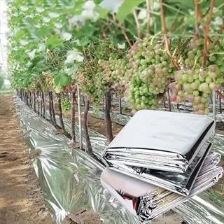 vineyard with grapevines growing over trellises, using reflective garden mulch on soil between rows; foreground shows stacked silver reflective mulch rolls