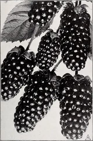 vintage black-and-white illustration of ripe trailing blackberry trellis clusters with elongated berry formations and foliage (marker 'a' in corner)