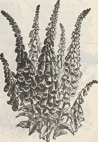 vintage botanical illustration of excelsior foxglove spikes with spotted blooms