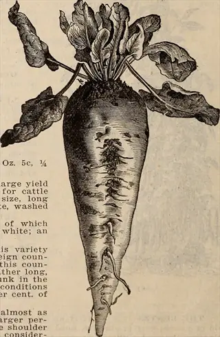 vintage botanical illustration showing a beet root with visible shoulders, soil residue, and leafy tops on a textured page with printed text