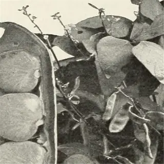 vintage photo of lima bean pods and plant