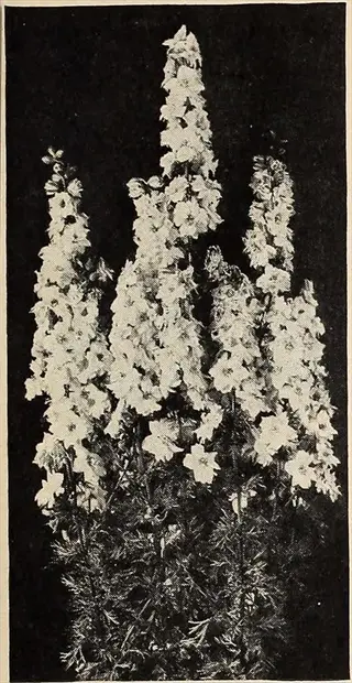 vintage photograph of blooming giant imperial larkspur flower spikes