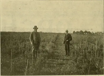 vintage photograph of two farmers in a field transplanting cauliflower seedlings, showing rows of young plants in an agricultural setting