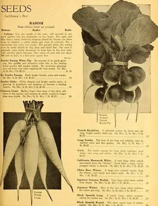 vintage seed catalog page featuring china rose winter radish descriptions among various radish varieties with botanical illustrations
