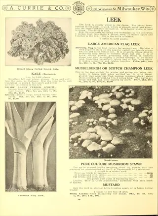 vintage seed catalog page featuring dwarf green curled scotch kale with curled leaves, alongside descriptions of leeks, mushrooms, and mustard, published by a. currie & co