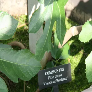 violette de bordeaux fig plant with a label in a pot