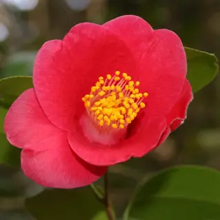 vivid red camellia japonica flowers with golden stamens and glossy green leaves