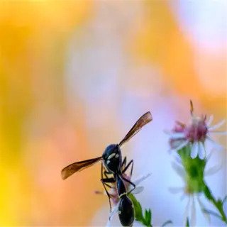 wasp on a flower, an example of a beneficial insect for pollination