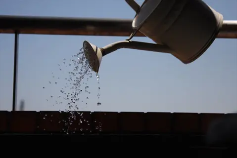 watering rosemary plant: white watering can pouring water with visible droplets against clear blue sky and brick garden wall