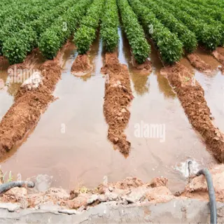 waterlogged field with overflowing irrigation water and a black hose
