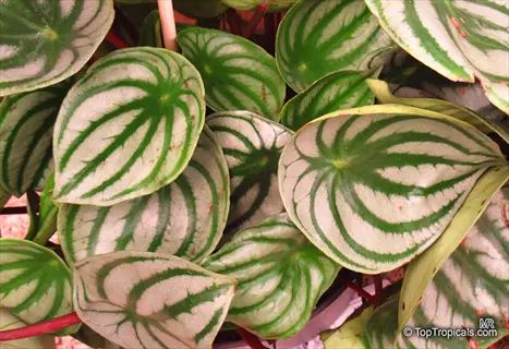 watermelon peperomia plant with distinctive green and silver striped leaves