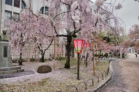 weeping cherry shidare zakura trees with pink blossoms, red lanterns, and a stone statue in a park setting