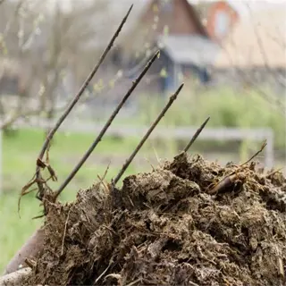 wheelbarrow filled with aged manure compost