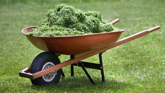 wheelbarrow filled with fresh grass clippings for preparing grass clipping mulch in a lush green lawn