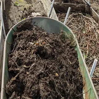 wheelbarrow of compost for lasagna garden topping