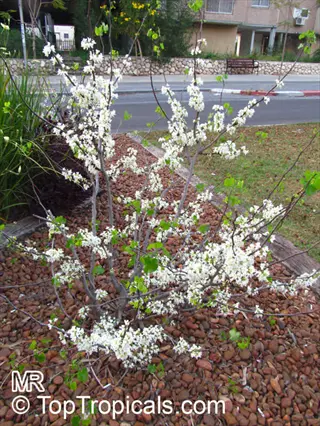white flowering redbud tree in full bloom with heart-shaped leaves, planted in a rocky garden bed near a suburban street