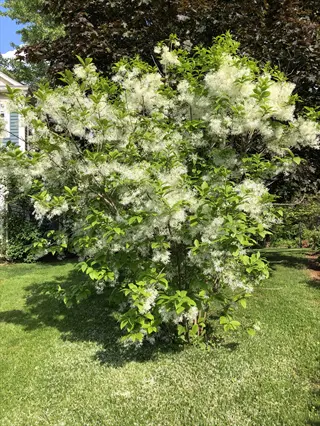 white fringetree blooms covering a leafy shrub in a sunny garden
