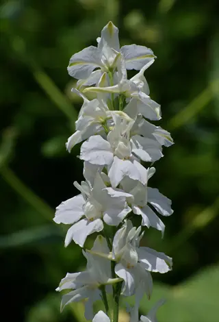 white larkspur garden flowers blooming against soft green foliage