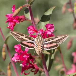 white-lined sphinx moth feeding on pink garden plant flowers in sunlight