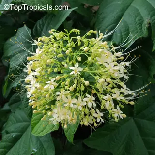 white oakleaf hydrangea flowers in panicle clusters with long stamens, large lobed leaves, and toptropicals.com watermark