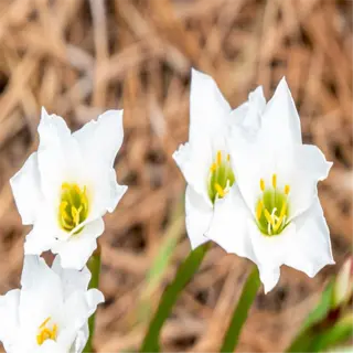 white rain lilies (zephyranthes) blooming in a warm climate garden setting