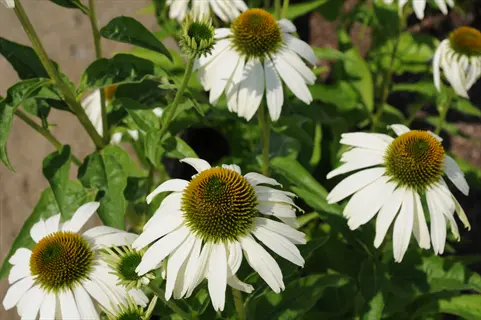 white swan echinacea flowers with white petals and green centers blooming among lush green foliage