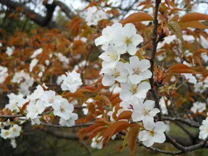 white yamazakura mountain cherry blossoms on branches with autumn-tinted leaves
