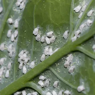 whiteflies herb garden: close-up of heavy whitefly infestation on a green leaf surface with visible eggs (common herb garden pest in whitefly management)