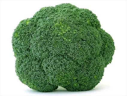 whole firm broccoli head with tightly packed green florets on white background