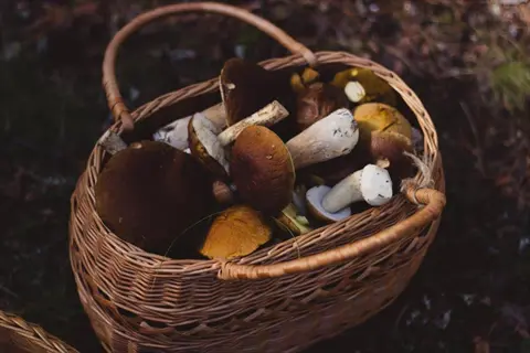 wicker harvest basket overflowing with assorted wild mushrooms rests on a forest floor