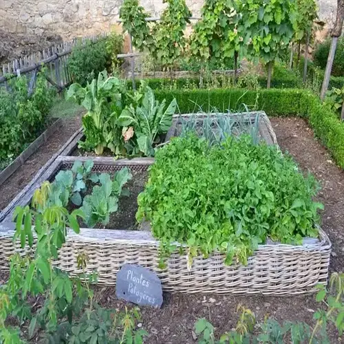 wicker-raised spinach garden bed with leafy greens and a 'plantes potagères' sign in a garden