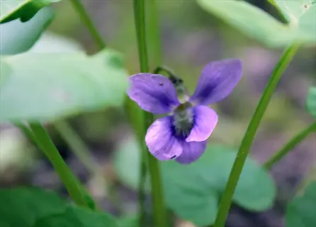 wild violet weed lawn: close-up of a small purple wildflower blooming among green lawn foliage