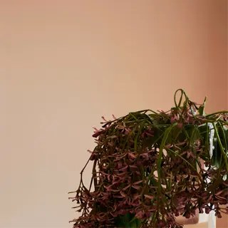 wilted plant in a vase showing signs of overwatering