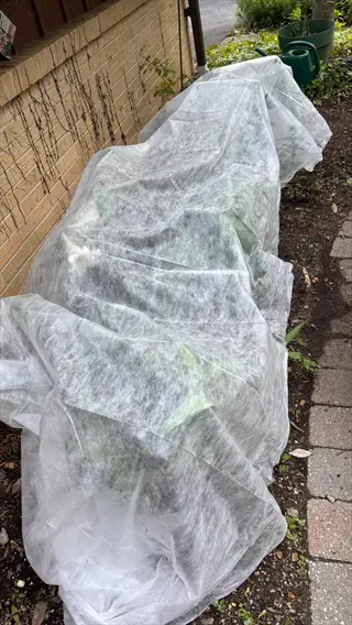winter garden protection using white frost cloth covering plants beside a house foundation with watering can and garden path visible
