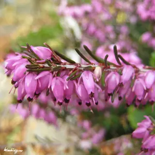 winter heath flowers with pink bell-shaped blooms and dark stamens on needle-like green foliage; includes 'winter heath' handwritten text in corner