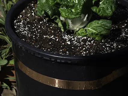 winter kale pot growing - young winterbor hybrid kale plant in black container with soil and visible copper tape, showcasing crinkled green leaves in a garden setting