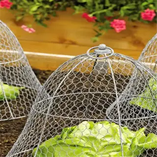 wire garden cloches protecting young plants in a garden bed