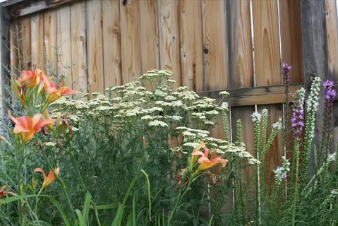 wooden fence garden border with white yarrow, orange daylilies, and purple flowers
