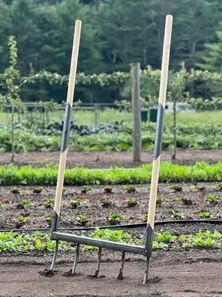 wooden-handled broadfork garden tool with metal tines planted in soil within a vegetable garden, surrounded by rows of leafy greens and distant trees