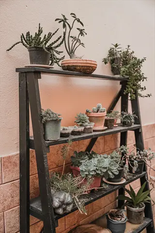 wooden ladder plant shelf displaying potted succulents, cacti and trailing plants against textured wall