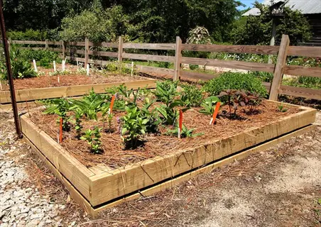 wooden raised garden bed filled with raised bed soil and young plants, mulched with pine straw. surrounded by a wooden fence in a sunny residential garden setting
