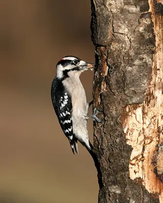 woodpecker (bird) pecking at tree bark, demonstrating bird damage to woody stems
