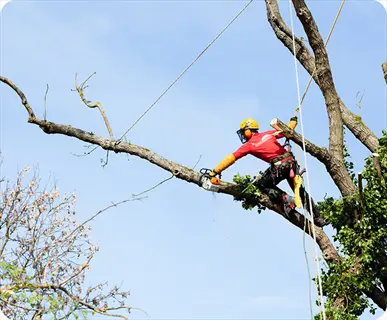 worker in safety gear pruning a tree branch with a chainsaw using ropes and harnesses against clear blue sky