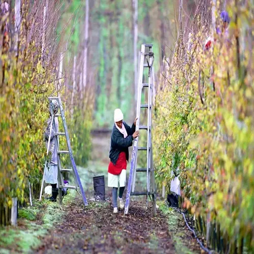 workers pruning fruit trees in an orchard garden using ladders and buckets during maintenance work