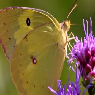 yellow butterfly on purple blazing star - blazing star pollinators