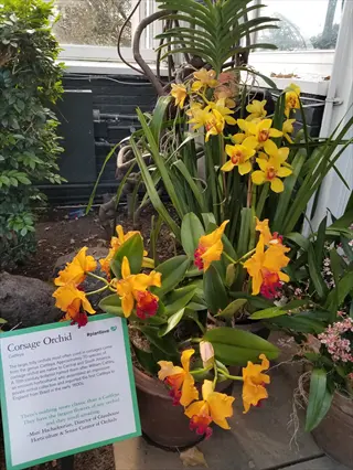 yellow cattleya (corsage orchid) blooms in a pot with an informational sign about horticulture