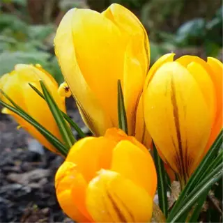 yellow crocus flowers blooming, a result of successful fall planting of crocus bulbs